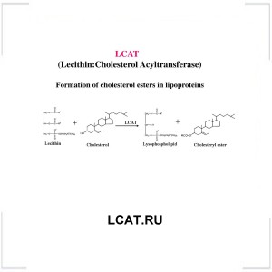 LCAT.RU LCAT.RU
