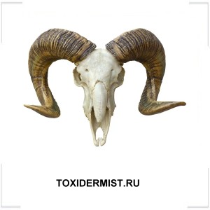 TOXIDERMIST.RU TOXIDERMIST.RU